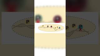 Chromatin Immunoprecipitation Assay ChIP [upl. by Mora]