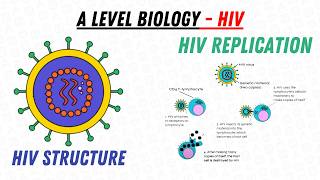 Introduction to HIV  Structure and Replication  A Level Biology [upl. by Inar]