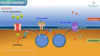 Insulin Analogs Animation  Pharmacology Lecture [upl. by Hayyifas]