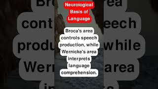 Neurological Basis of Language [upl. by Anelrihs499]