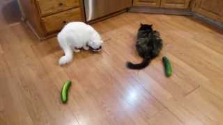 Cats vs Cucumbers  Cats Win [upl. by Brady832]