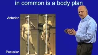 The basic bodyplan for most animals  Marc W Kirschner Harvard [upl. by Oigolue221]