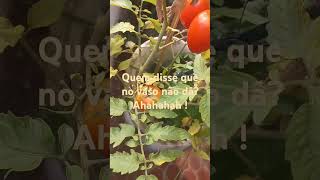 Plantação de Tomate [upl. by Braasch]