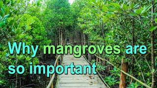 Importance of mangrove forests 🌳 Everything you need to know [upl. by Carlo383]