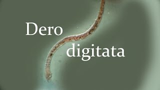 Dero digitata [upl. by Tanny]