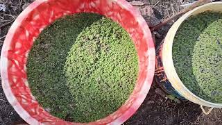 Azolla project in Sri Nara Shingha Vidyapith Siliguri WB [upl. by Eeleimaj]