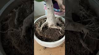 Transform Your Banyan Bonsai Expert Repotting Tips and Tricks bonsai banyan terracegardening [upl. by Melcher]