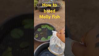 Kaise karaye molly fish breeding 🤔shorts [upl. by Richardo]