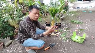 Grow Golden Yellow Bamboo from Cuttings [upl. by Berkly540]