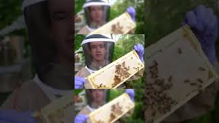 How do bees make Honey [upl. by Bergeman]