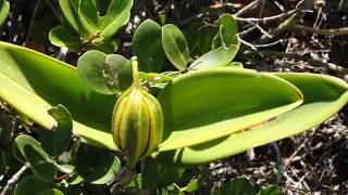 Brazilian Orchids Part 3 Cattleya guttata [upl. by Venetia130]