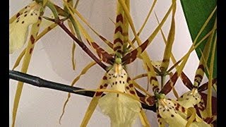 The Spider Orchid  new spikes and old blooms on this potted Oncidium Orchid in the Greenhouse [upl. by Yanrahc]