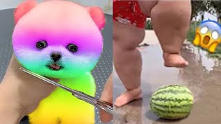 2024 Chó Phốc Sóc Mini 😍 Funny and Cute Pomeranian💖20 直 [upl. by Sibel]