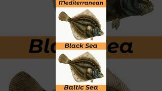 Where To Catch Plaice In The UK And Europe seafishinguk [upl. by Ger75]