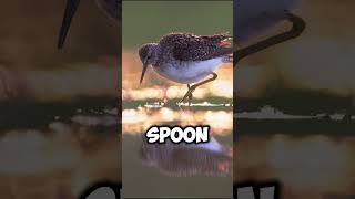 quotSpoon billed sandpiper factsquotshorts viralfacts [upl. by Josie21]