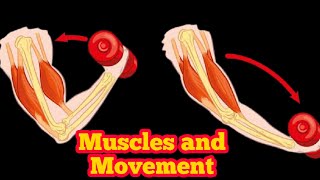 Muscles and Movement  Biology 10th  Chapter 13  Lecture 5 [upl. by Eillo]