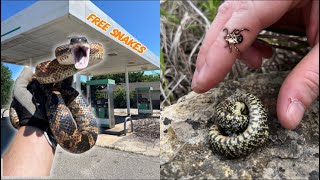 Snakes at TICK Infested Gas Station and Buzzer beater Speckled Kings Midwest Herping Adventure [upl. by Latreece]