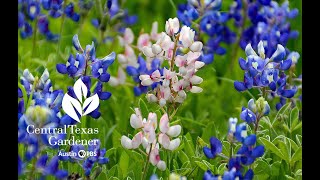 Why White Bluebonnets and Good Wildflower Years [upl. by Hemminger]