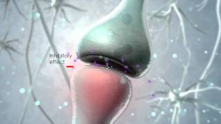 Visualization of the endocannabinoid signaling system [upl. by Naujad]