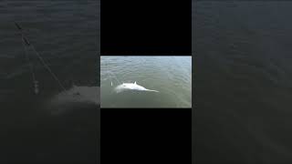 Paddlefish Snagging  Truman Lake [upl. by Nyvrem]