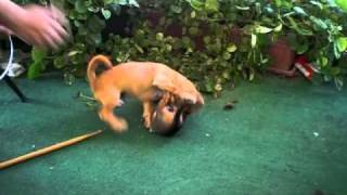 dog fights baby chihuahua vs mutt [upl. by Eugor]