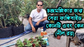 চন্দ্রমল্লিকার জন্য আদর্শ ফাঙ্গিসাইড BEST FUNGICIDES FOR CHRYSANTHEMUM [upl. by Solorac]