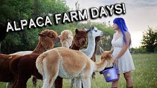 National Alpaca Farm Days  Tour My Farm Learn About Alpacas [upl. by Thay]