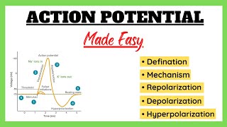 Action Potential Depolarization Repolarization Refractory Period Physiology Made Easy [upl. by Jael850]