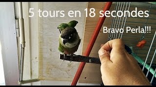 Exercices de dressage conure pyrrhura molinae [upl. by Sirac]