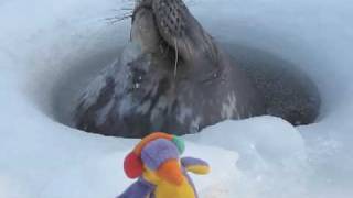 Weddell Seal Breathermov [upl. by Katheryn]