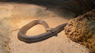 Feeding Murray the Mulga Snake [upl. by Wycoff]