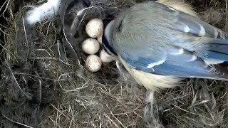 20160421 Die Blaumeise reduziert die Anzahl der Eier [upl. by Beverle]