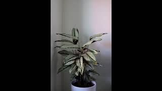 Calathea Timelapse [upl. by Retsila]