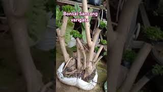 Bonsai Sancang varigata dan varigata hijau [upl. by Barbaresi]