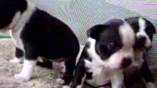 Funny Cute Boston Terrier Puppy Barking [upl. by Lavicrep215]