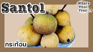 Ep1 Santol Fruit  Thailand รีวิวกระท้อนเป็นภาษาอังกฤษ [upl. by Shena]