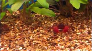 The Red Claw Crab  Aquarium [upl. by Lauder]