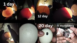 candling chicken eggs  egg checking with light 1 21 day [upl. by Rekab945]