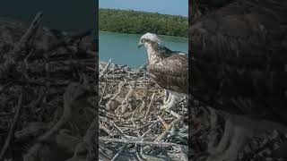 P298 Review birds nest life mom birds brings food to feed her babies in their nest birdslover [upl. by Vedis974]