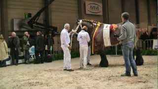 Belgian Draft Horsesnational championship 2013stallions [upl. by Blatman304]