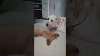 ANGEL and DAISY playing together goldenretriever labrador [upl. by Cod]