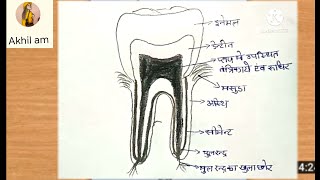 How to draw teeth anatomyHow to draw teethTooth ka diagramTooth StructureTooth diagramtooth dra [upl. by Issak]