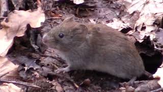 WoodMouseforestanimalsnaturevideos [upl. by Notselrahc]