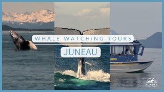 Top Whale Watching Tours in Juneau Alaska [upl. by Oruntha637]