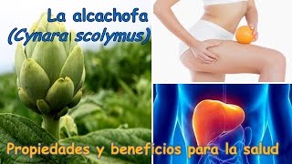 ALCACHOFA  PROPIEDADES Y BENEFICIOS PARA LA SALUD [upl. by Ardnuaet]