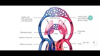 Vasoconstriction Vasodilation Role of precapillary sphincter in regulating flow of blood [upl. by Orhtej]