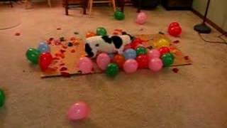 DOG vs BALLOONS II This time its personal [upl. by Savior]