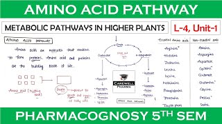 Amino acid pathway  L4 Unit1  Metabolic Pathways  pharmacognosy 5th sem [upl. by Llenahs]