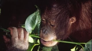 Sepilok Orangutan Rehabilitation Centre Borneo [upl. by Arot]