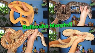 Bullsnake Morphs Explained [upl. by Samot]